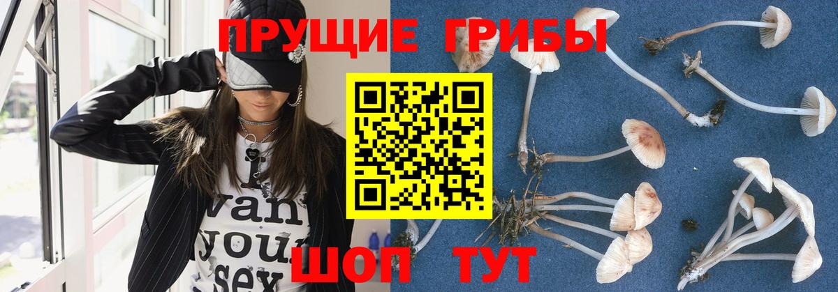 Галлюциногенные грибы Psilocybine cubensis Лангепас